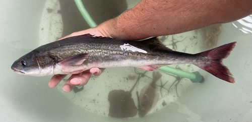 Black cod (Anoplopoma fimbria) — Anoplopomatidae