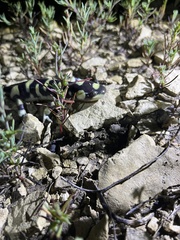 Ambystoma mavortium