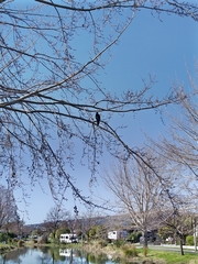 Microcarbo melanoleucos brevirostris