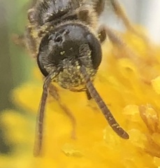Lasioglossum zephyrus