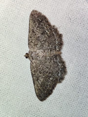 Rhoptria asperaria