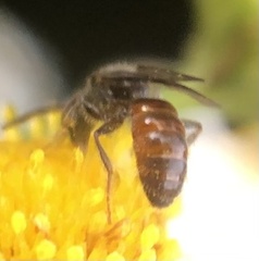 Lasioglossum zephyrus