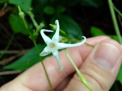 Rytidostylis gracilis