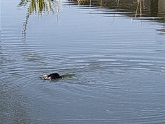 Microcarbo melanoleucos brevirostris