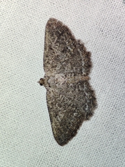 Rhoptria asperaria