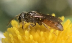 Lasioglossum zephyrus