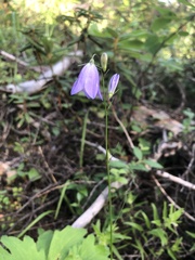 Campanula alaskana
