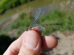 Lestes unguiculatus
