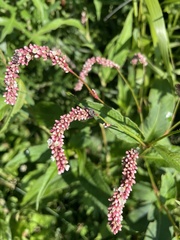 Persicaria extremiorientalis