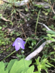 Campanula alaskana