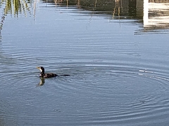 Microcarbo melanoleucos brevirostris
