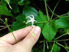 Rytidostylis gracilis