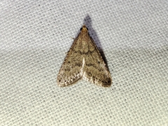 Bostra obsoletalis