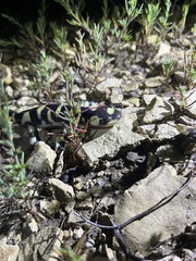 Ambystoma mavortium