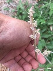 Froelichia floridana