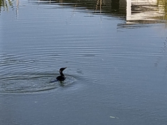 Microcarbo melanoleucos brevirostris