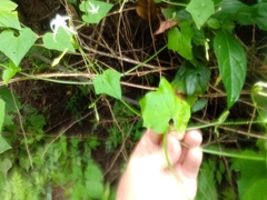 Rytidostylis gracilis