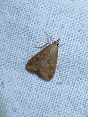 Udea ferrugalis