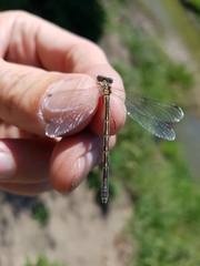 Lestes unguiculatus