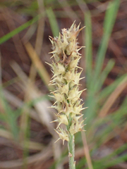 Cenchrus spinifex