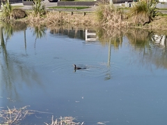 Microcarbo melanoleucos brevirostris