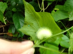 Rytidostylis gracilis