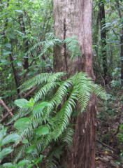Blechnum filiforme
