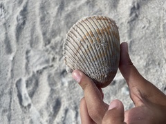 Dinocardium robustum