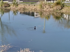 Microcarbo melanoleucos brevirostris