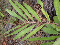 Asimina angustifolia