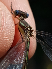 Lestes unguiculatus