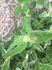 Froelichia floridana