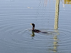 Microcarbo melanoleucos brevirostris