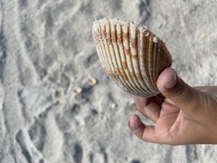 Dinocardium robustum