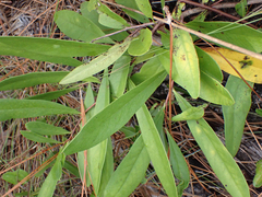 Asimina angustifolia
