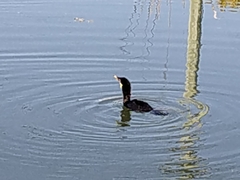 Microcarbo melanoleucos brevirostris