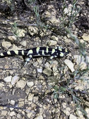 Ambystoma mavortium