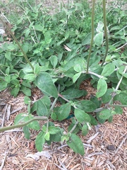 Froelichia floridana