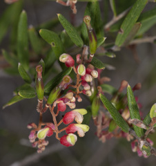Grevillea aspera