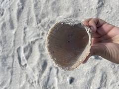 Dinocardium robustum