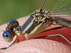 Lestes unguiculatus