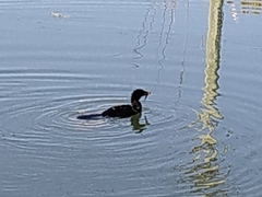 Microcarbo melanoleucos brevirostris