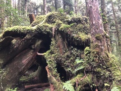 Chamaecyparis formosensis