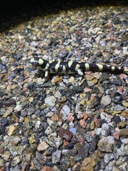 Ambystoma mavortium