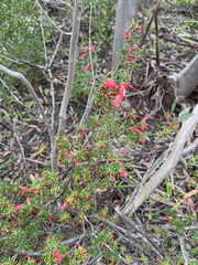 Stenanthera conostephioides