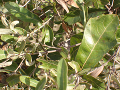 Quercus incana