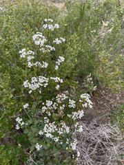 Logania crassifolia