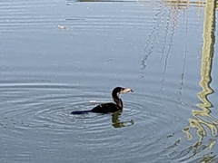 Microcarbo melanoleucos brevirostris