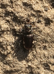 Cicindela scutellaris lecontei