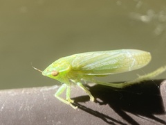 Gyponana